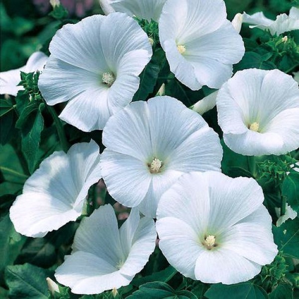Omaxe Pansy F1 Mont Blanc White (10 seeds)